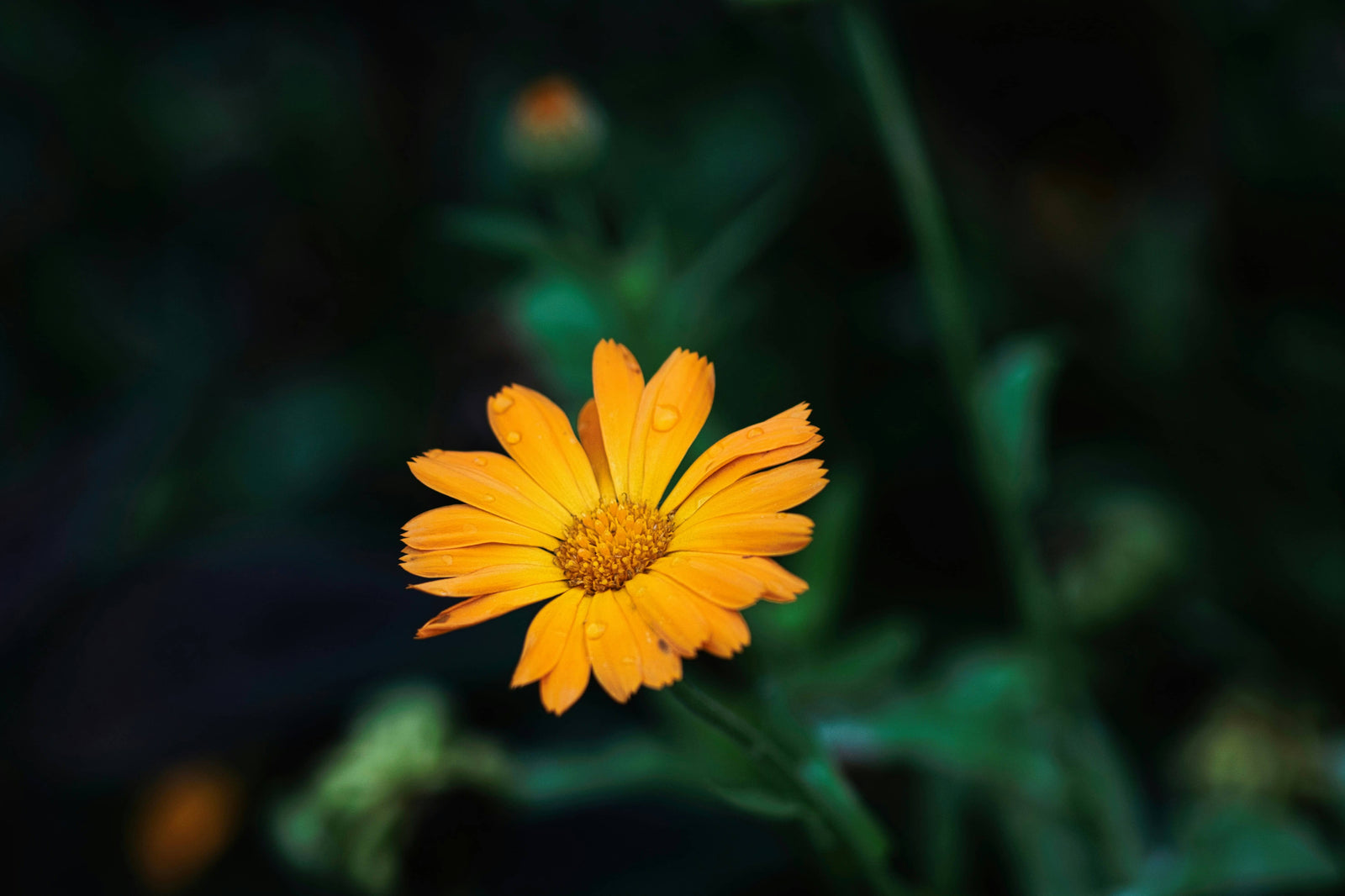 Calendula