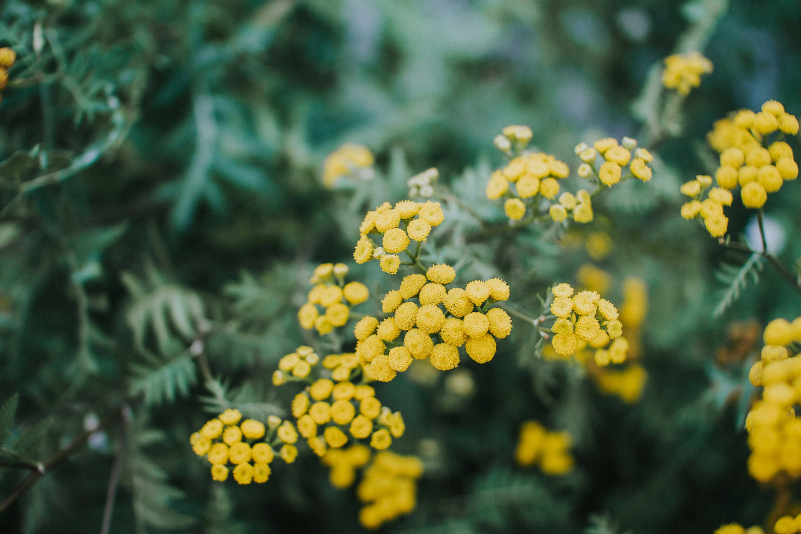 Immortelle