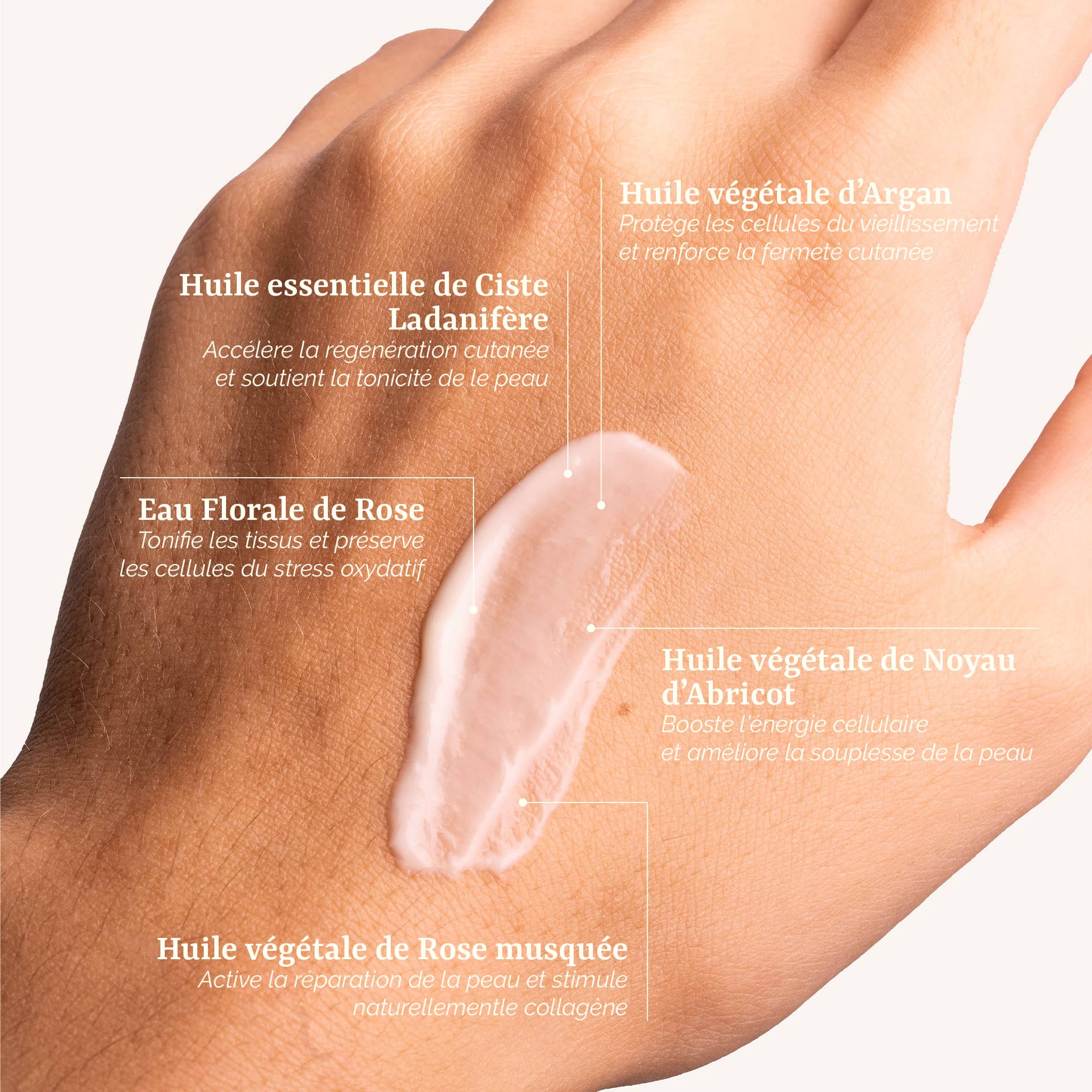 présentation des actifs de la Crème Éternelle pour peaux matures : un soin visage naturel et bio à l'argan et au ciste ladanifère, fabrication artisanale en France par Galilée Guyenne