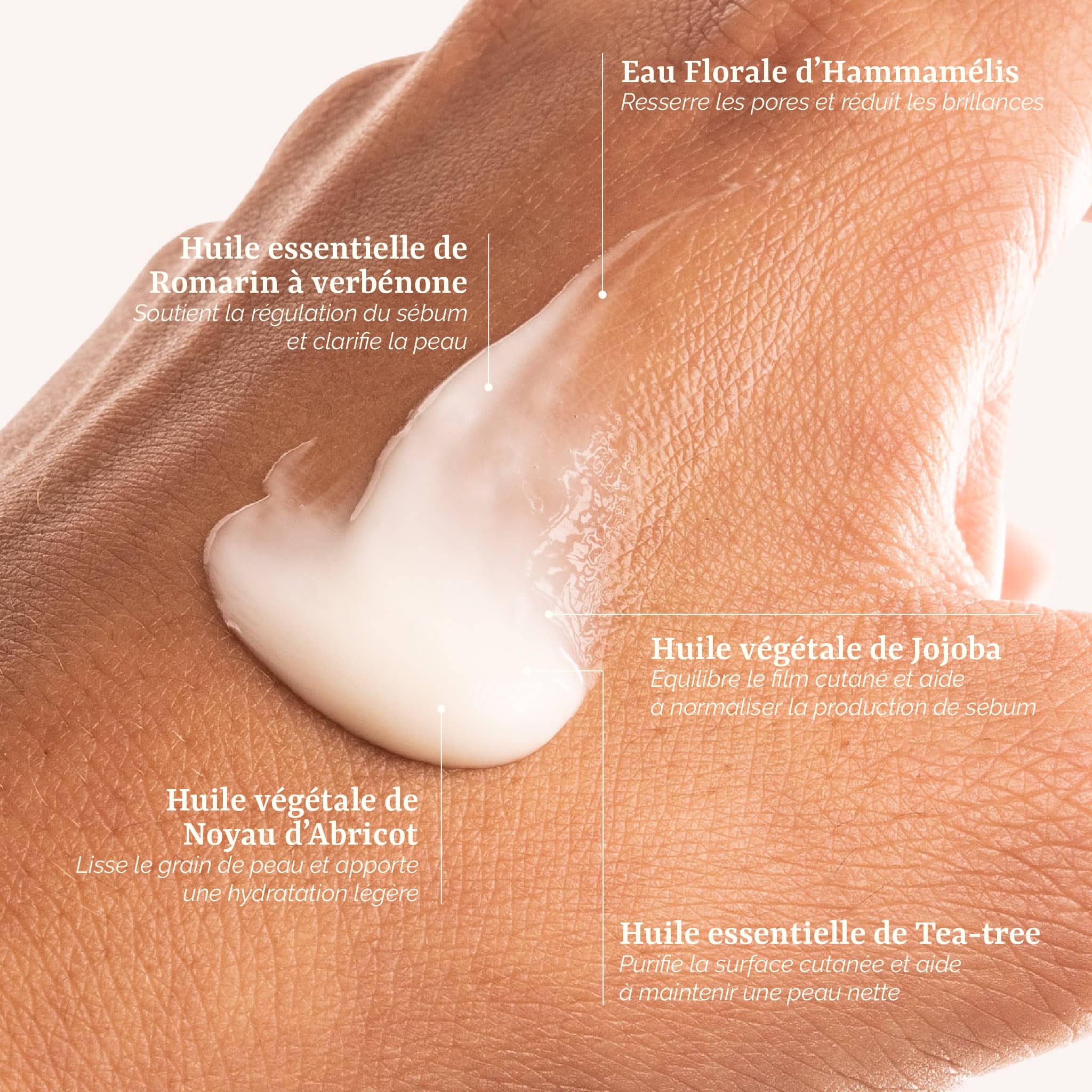 présentation des actifs naturels de la Crème Matifiante Galilée Guyenne : jojoba,  romarin et abricot. Soin visage femme bio pour peaux mixtes.