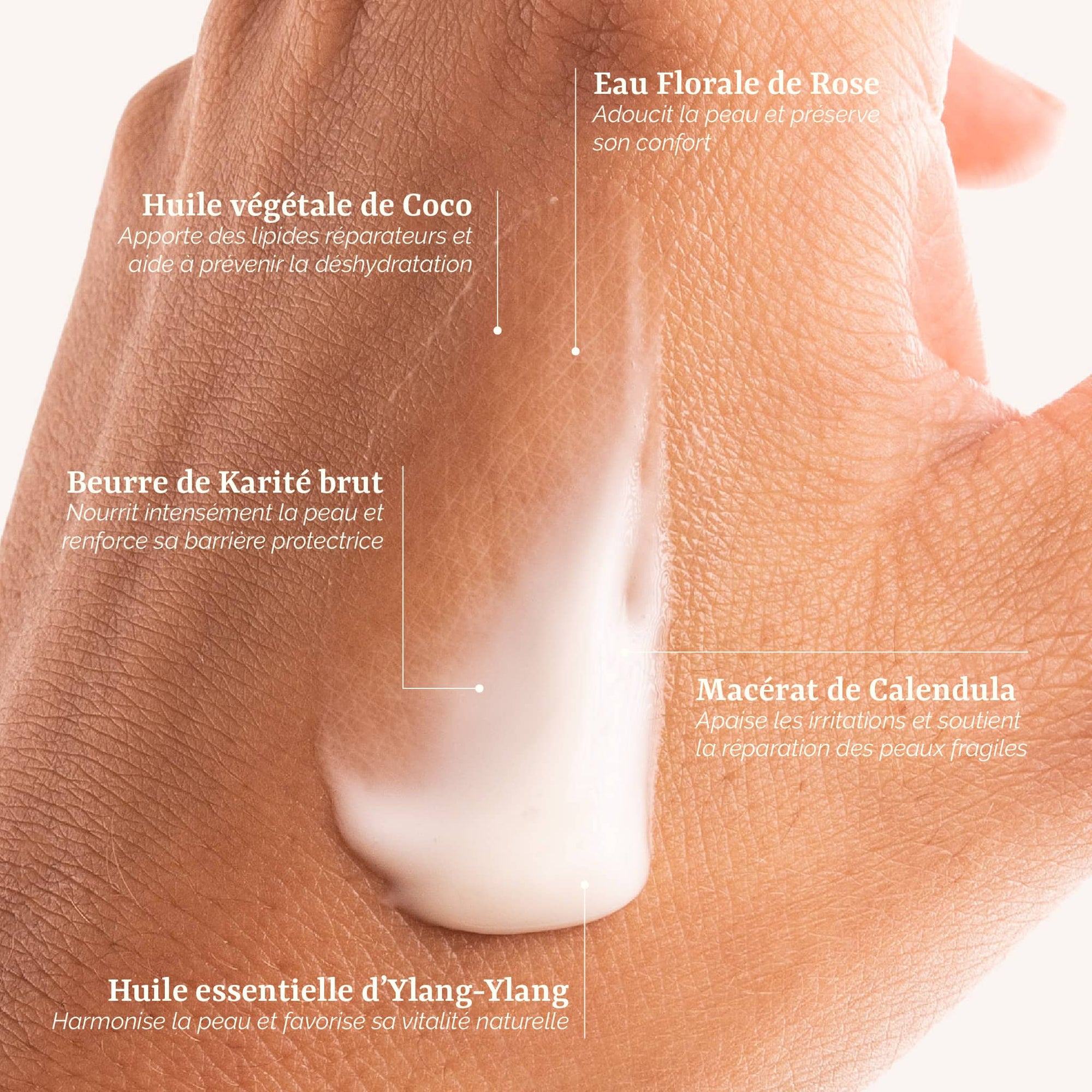 présentation des actifs naturels de la Crème Nourrissante Galilée Guyenne : beurre de Karité, huile de Coco et macérat de Calendula. Soin visage femme bio pour peaux sèches.