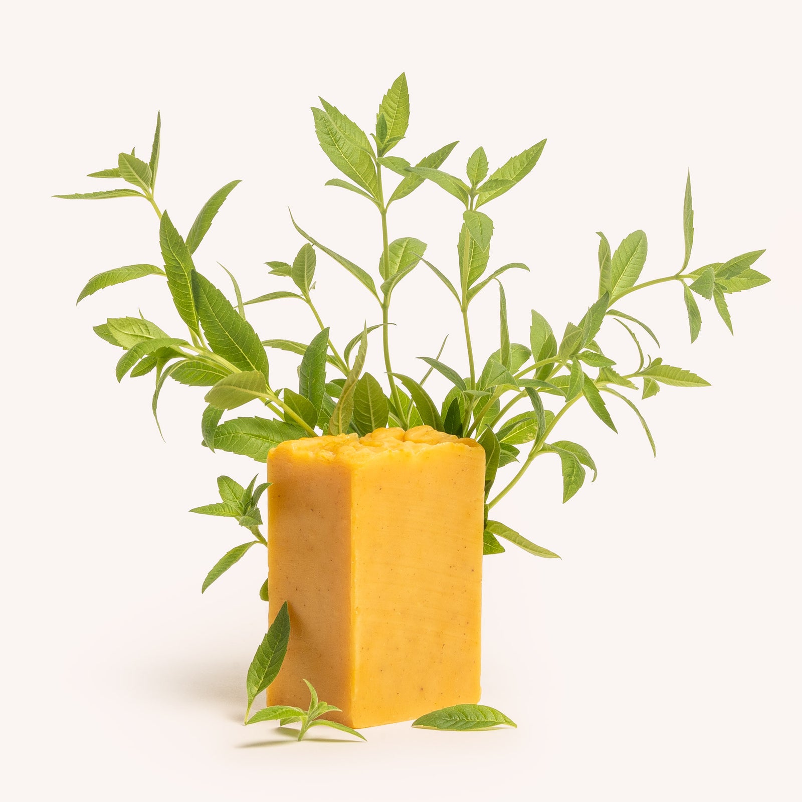Savon Litsée Benjoin